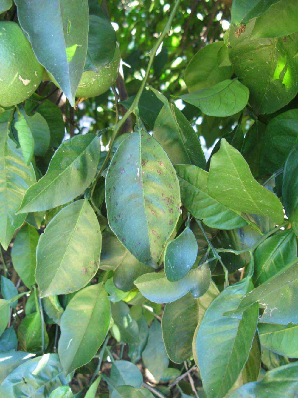             Shade leaves (Winter Haven, FL)       